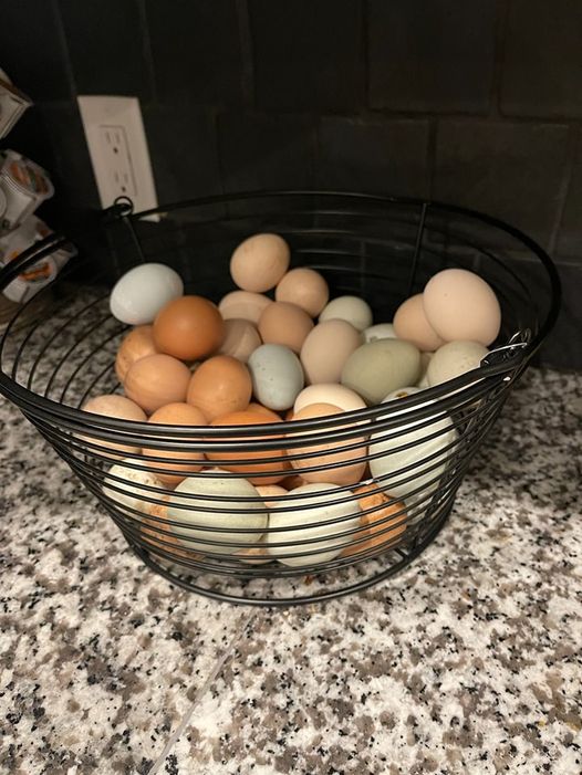 Barn Yard Eggs Diamond P Cattle Co